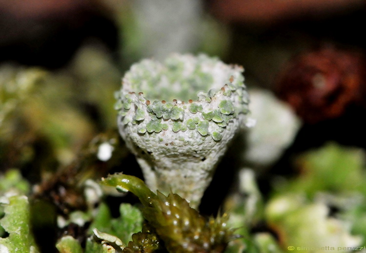 Cladonia pyxidata